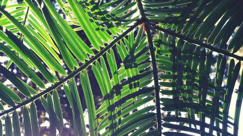 Palm leaves on palm tree