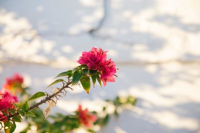 Close-up of pink flowering plant