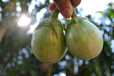 Close-up of hand holding fruit