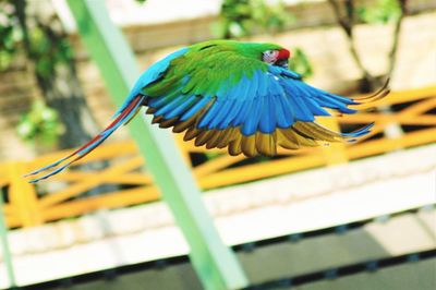 Parrot flying over house