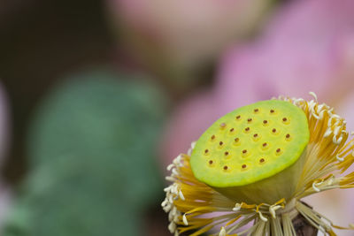 Green pod of lotus and seed pod, lotus flower plant, selective focus.