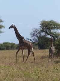 Giraffe on field against sky