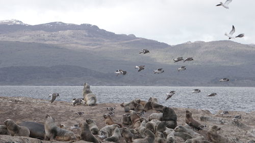 Flock of seagulls on shore