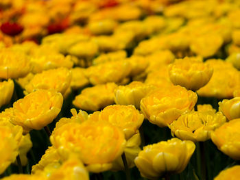 Full frame shot of yellow