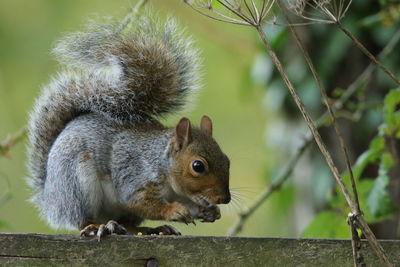 Close-up of squirrel