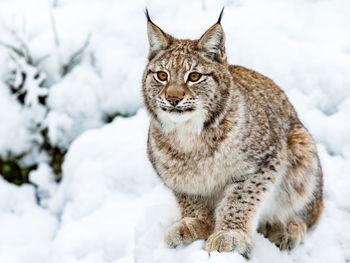 Portrait of cat on snow