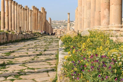 Flowering plant against columns