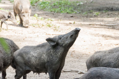 Wild boars on land