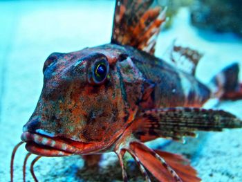 Close-up of fish swimming in sea