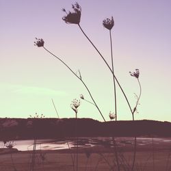 Low angle view of plants against clear sky