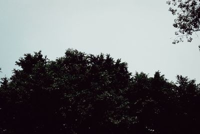 Low angle view of silhouette trees against clear sky