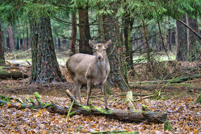 Portrait of sheep in forest