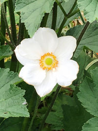 Close-up of white flower