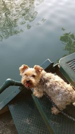 High angle view of dog by lake