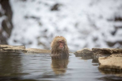 Monkey on a rock