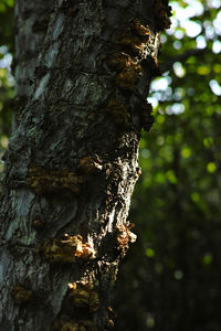 Close-up of tree trunk against sky