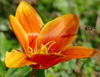 Close-up of orange lily blooming outdoors