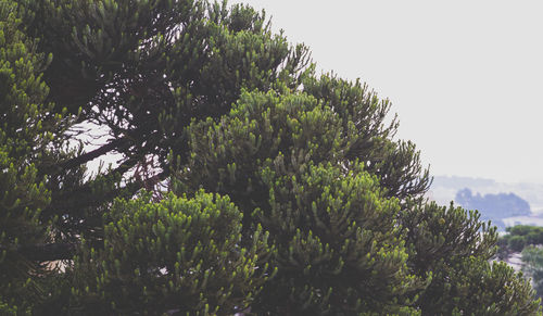 Low angle view of trees against sky