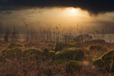 Scenic view of field against sky during sunset