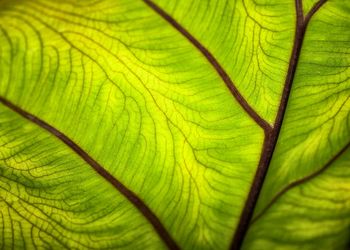 Full frame shot of leaf