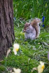 View of an animal on grass