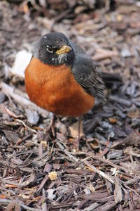 View of an animal on field