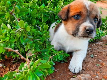 Close-up portrait of a dog