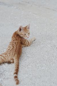 Stray ginger cat
