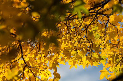 Low angle view of yellow flowers against sky