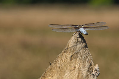 Close-up of damselfly on wood