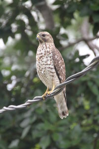 Falcon on wire