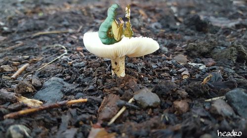 Close-up of mushroom on ground