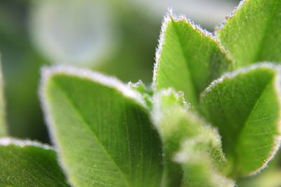 Close-up of green leaves