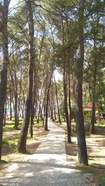 Footpath amidst trees in park