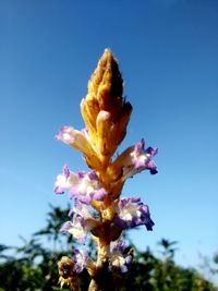 Low angle view of flowers against clear blue sky