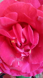 Full frame shot of pink rose