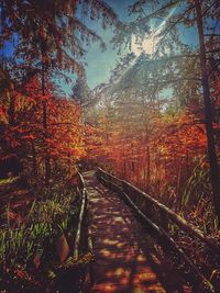 Street amidst trees in forest during autumn