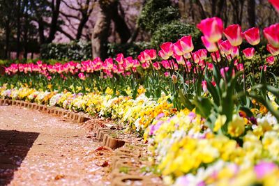 Close-up of pink flowering plants in park