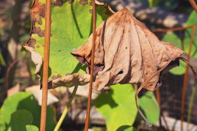 Close-up of dried leaves