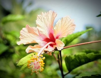 Close-up of pink flower blooming outdoors