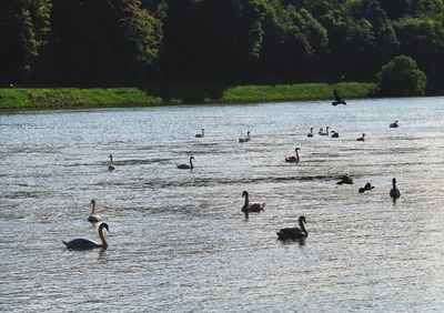 Ducks swimming in lake