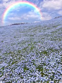 Scenic view of rainbow over snow covered landscape