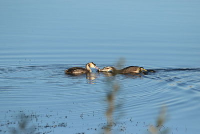 Duck swimming in lake