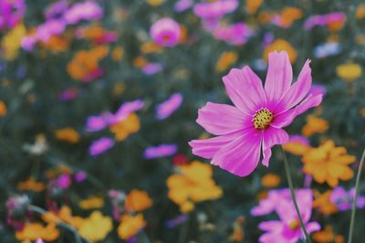 Close-up of pink cosmos flowers