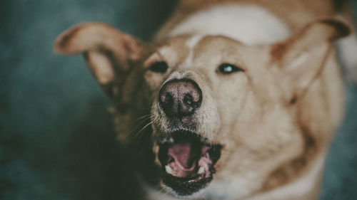 High angle view of dog with mouth open