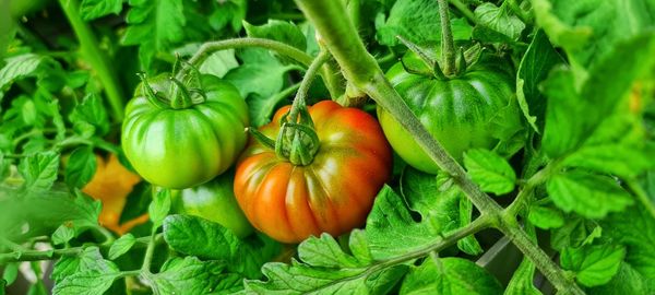 Greenhouse tomato