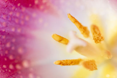 Close-up of yellow flowering plant