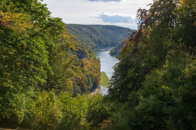 Scenic view of river amidst trees in forest