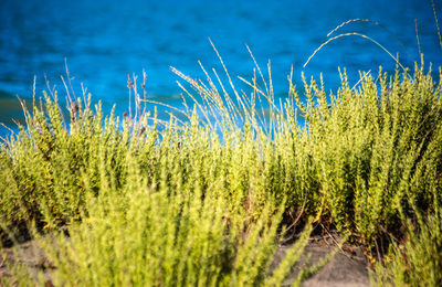 Close-up of grass growing by sea