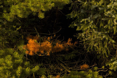 Close-up of plants against trees